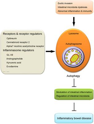 Intestinal Macrophage Autophagy and its Pharmacological Application in Inflammatory Bowel Disease